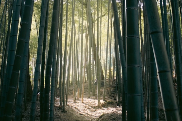 Sluneční paprsky pronikají bambusovým lesem - symbol udržitelného růstu pro ESG reporting a ISO certifikace.